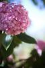 Masserano Sacrosuono fiori fiore rosa piante pianta