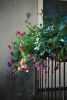 Masserano Sacrosuono fiori balcone vasi piante